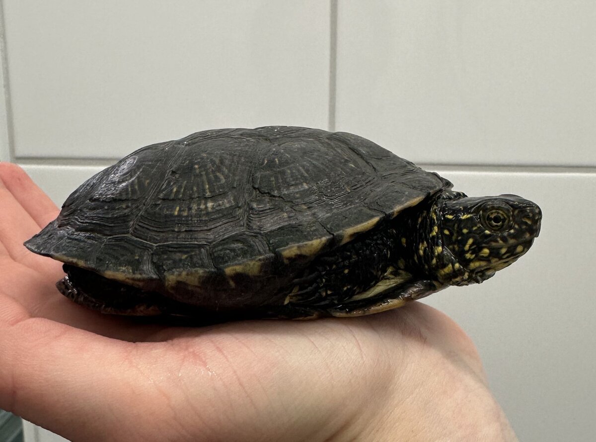 Europäische Sumpfschildkröte gefunden