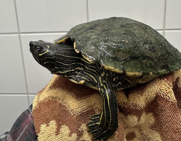 Bild vergr&ouml;&szlig;ern: Fundtier Schildkröte 17.08.2026